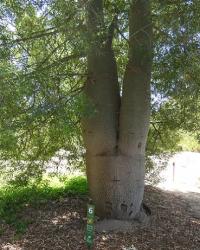 Bottle tree in the Canberra Botanic Gardens
